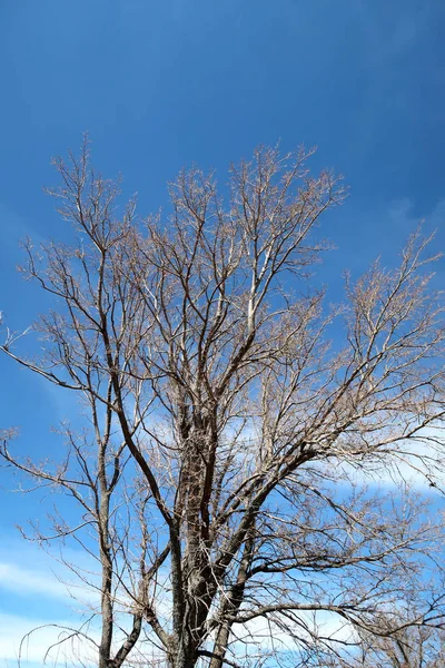 Fjäder Träd Utan Löv Mot Himlen — Stockfoto