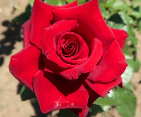 Rosa Rossa Fiore Che Cresce Primavera — Foto Stock