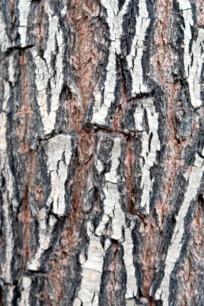 Сіра Кора Текстури Дерева — стокове фото