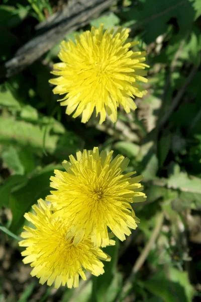 Mniszek Lekarski Żółte Kwiaty Zielonej Trawie — Zdjęcie stockowe