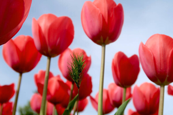 Цветы тюльпаны на фоне неба, вид снизу
