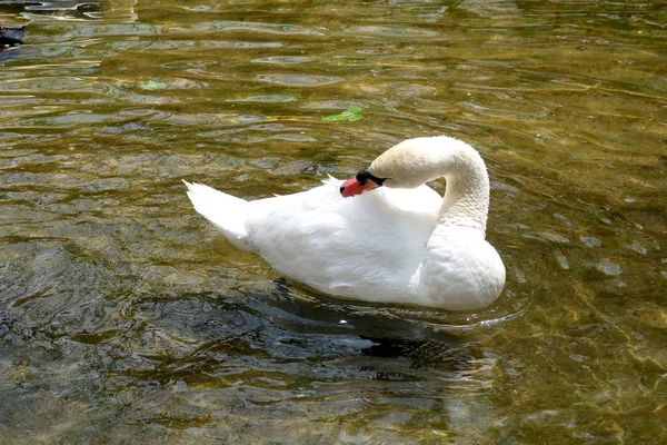 Cisne Branco Limpo Água — Fotografia de Stock