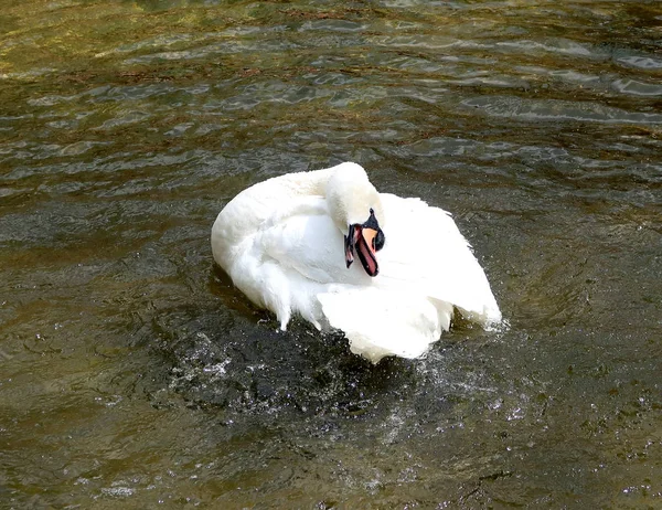 白天鹅在水中清洗 — 图库照片