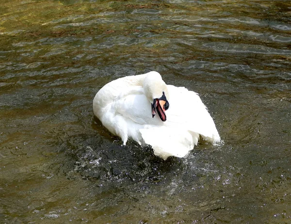 Weißer Schwan Wird Wasser Geputzt — Stockfoto