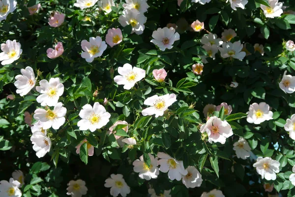 Dogrose bahar peyzaj çiçek