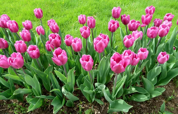 Mor laleler, yeşil çim