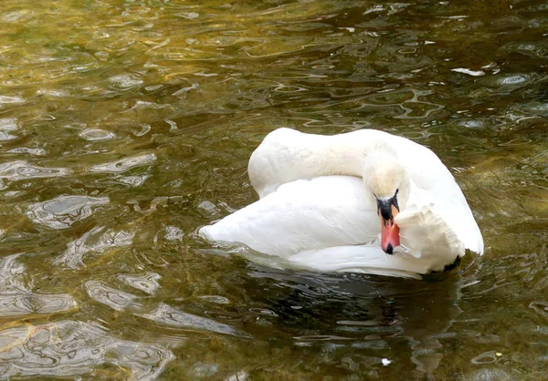 Cisne Blanco Limpia Agua —  Fotos de Stock