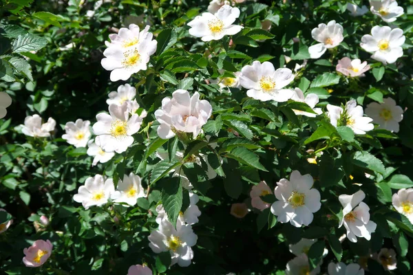 Dogrose bahar peyzaj çiçek