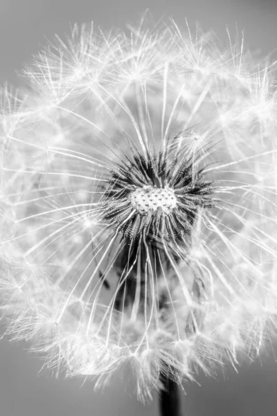 Dandelion Fundo Preto Branco — Fotografia de Stock