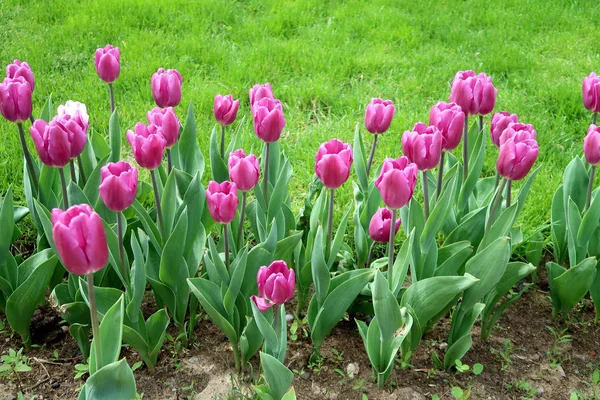 Mor laleler, yeşil çim