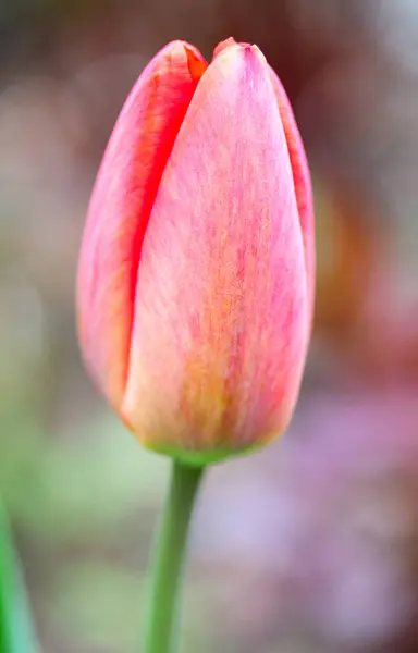 春天新鲜的郁金香花 — 图库照片