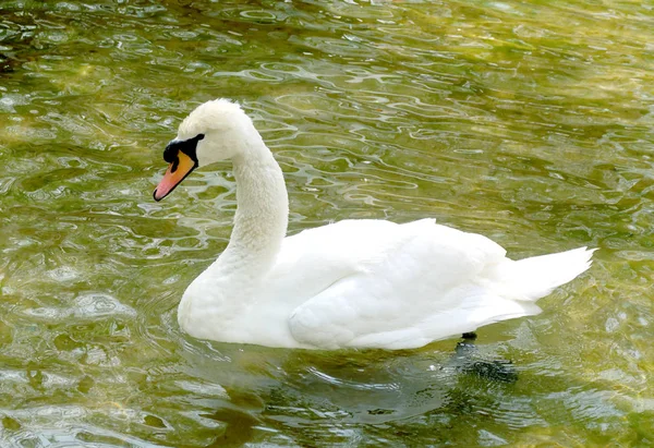 Weißer Schwan Wird Wasser Geputzt — Stockfoto