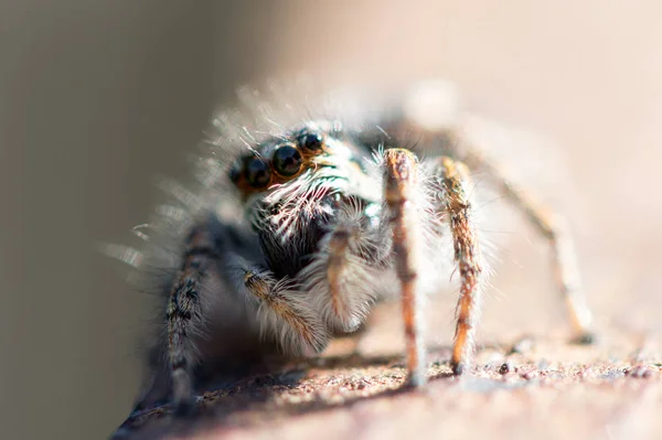 Wilde Spinne Aus Nächster Nähe — Stockfoto