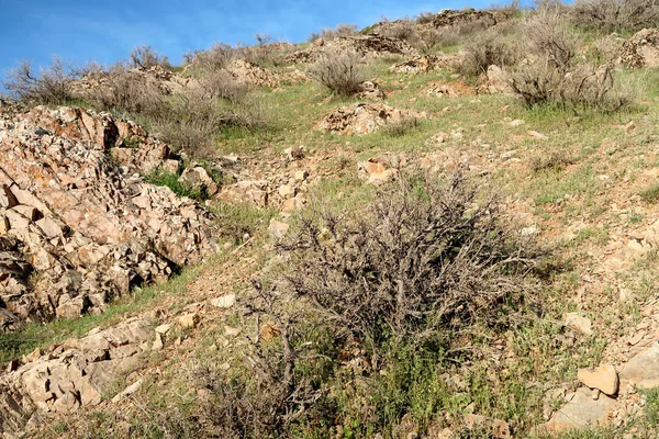 Schilderachtig Uitzicht Steppe Van Groene Heuvels — Stockfoto