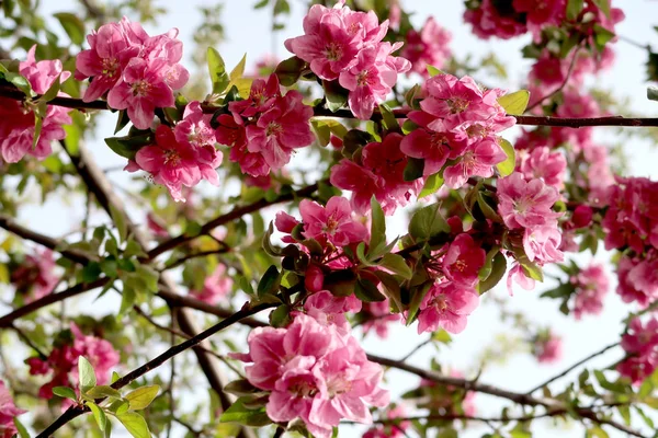 Fleurs Roses Pomme Printemps — Photo