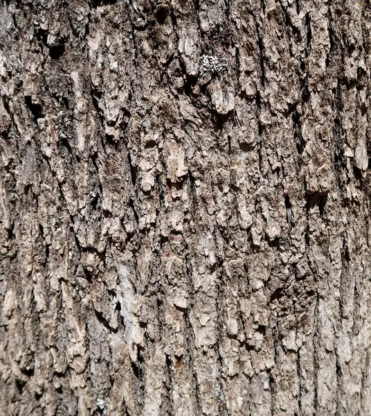 Casca Árvore Textura Fundo — Fotografia de Stock