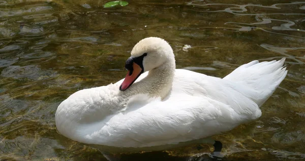 Белый Лебедь Очищается Воде — стоковое фото