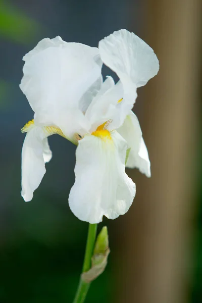 Antirrhinum Majus Flower White — Stock Photo, Image