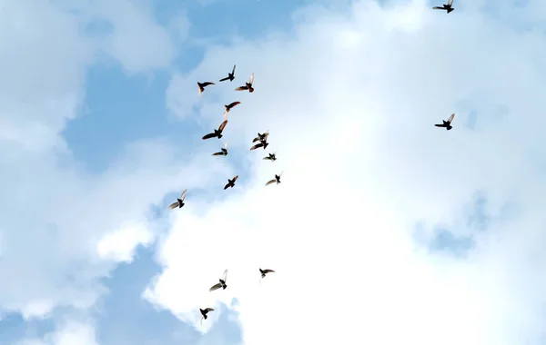 Bir Sürü Güvercin Gökyüzüne Yüksek — Stok fotoğraf