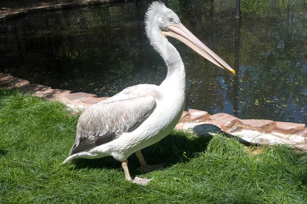 Vogelpelikan Auf Grünem Gras — Stockfoto