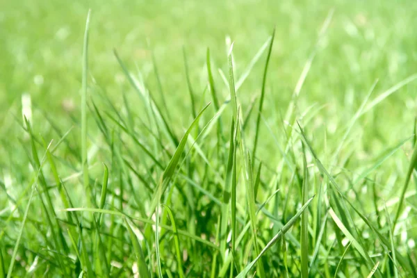 Green Grass Plants Background — Stock Photo, Image