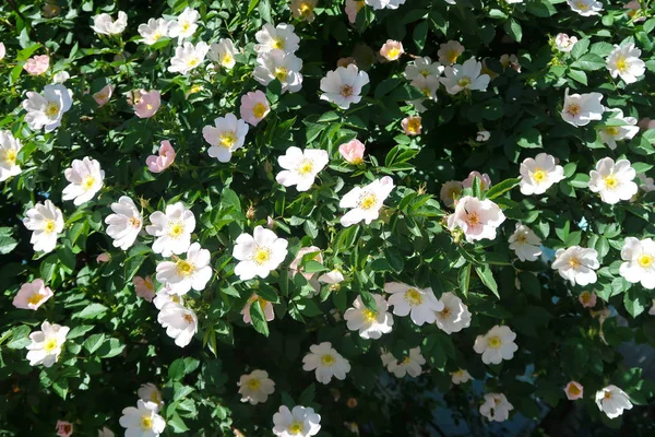 Dogrose bahar peyzaj çiçek