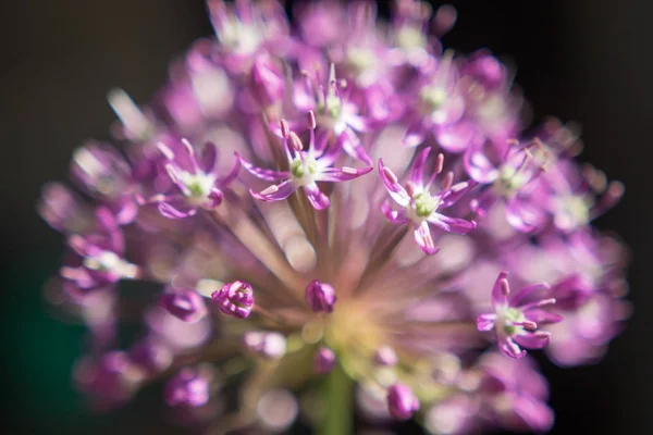 Detail Česnek Fialový Květ — Stock fotografie