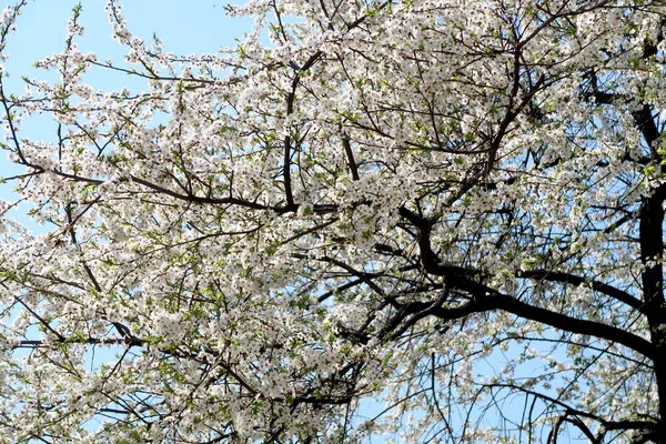 Meyve ağaçları, beyaz çiçek çiçeklenme
