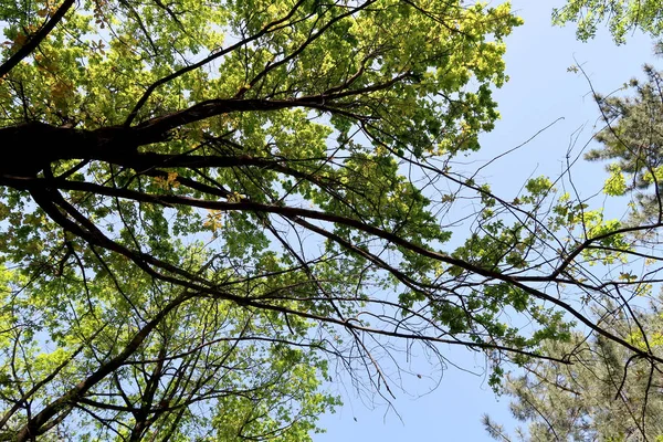 Ramas Árboles Vista Desde Abajo Hacia Cielo — Foto de Stock