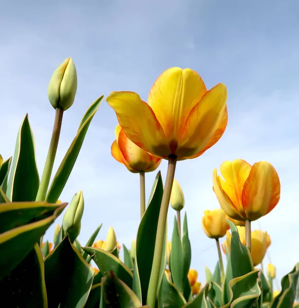 Цветы Тюльпаны Фоне Неба Вид Снизу — стоковое фото