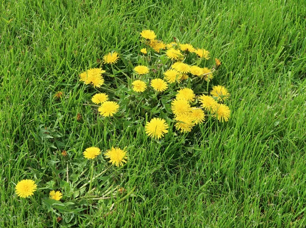 緑の草に黄色のタンポポの花 — ストック写真