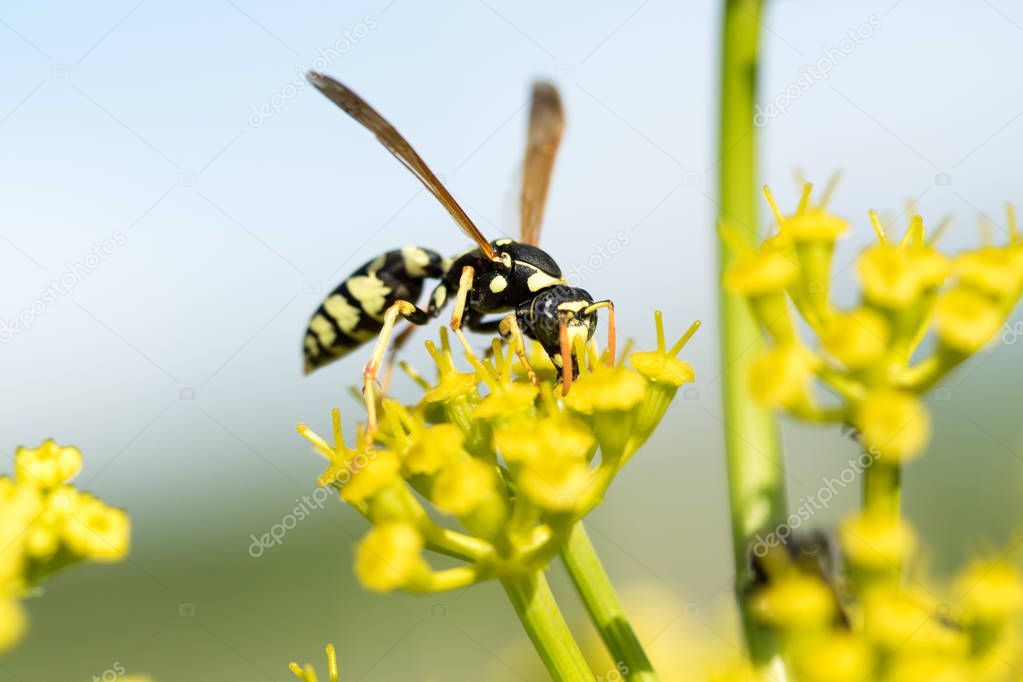 Wasp on a yellow flower close up