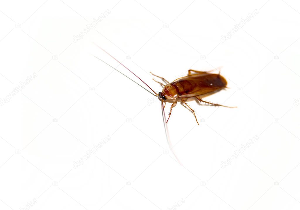 Cockroach on white background