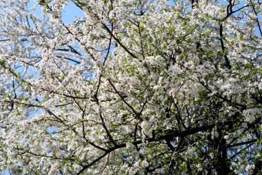 Meyve ağaçları, beyaz çiçek çiçeklenme