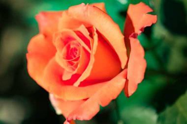 Doğada turuncu çiçek gül