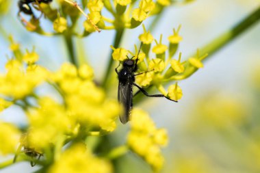 WASP sarı bir çiçek üzerinde Kapat