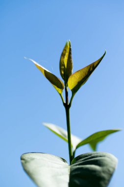 Gökyüzüne karşı yeşil yapraklar