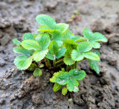 Çilek bahçedeki yaprakları