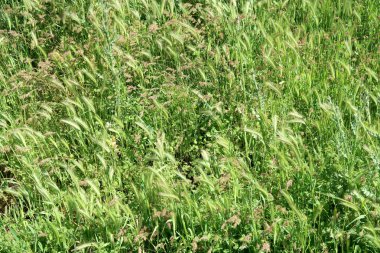 Yeşil çim kulakları arka plan