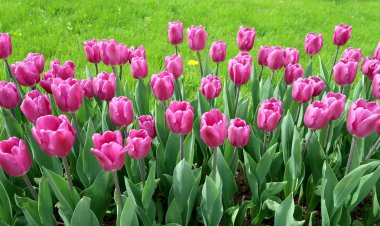 Mor laleler, yeşil çim