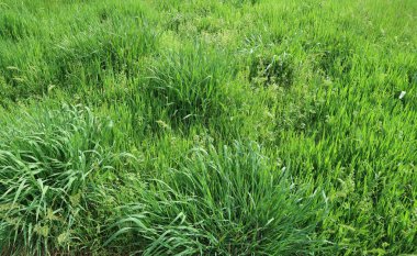 Sulu yeşil çim arka plan