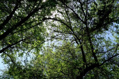 Gökyüzüne aşağıdan görünümünde ağaçlarının dalları