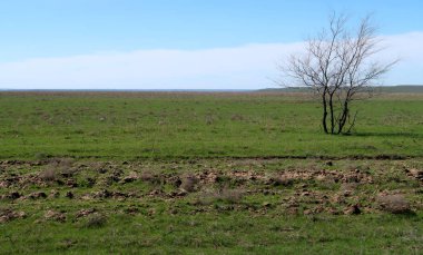Yeşil çayır çimen ekilebilir, bahar