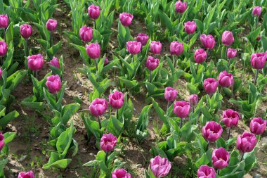 Parlak laleler, bahar manzara