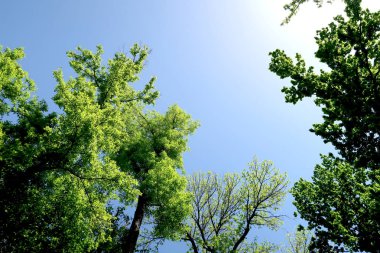 Gökyüzüne aşağıdan görünümünde ağaçlarının dalları
