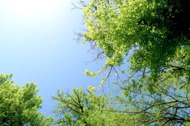 Gökyüzüne aşağıdan görünümünde ağaçlarının dalları