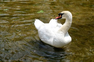 Beyaz Kuğu suya temizlenir
