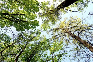Gökyüzüne aşağıdan görünümünde ağaçlarının dalları
