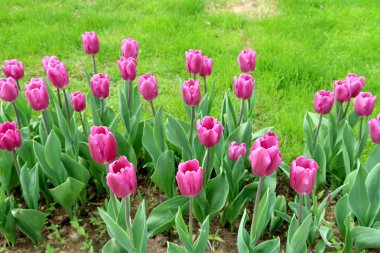 Mor laleler, yeşil çim