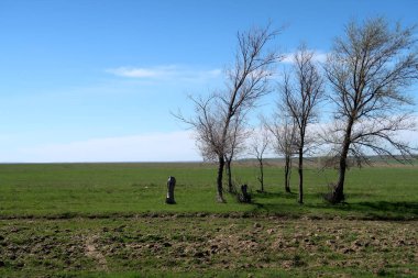 Yeşil çayır çimen ekilebilir, bahar